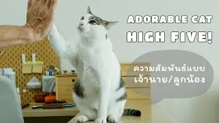 Adorable Cat High Five 😻 | ความสัมพันธ์แบบ เจ้านาย/ลูกน้อง
