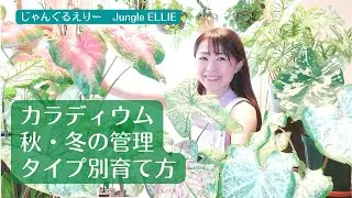 【カラジウム】葉っぱのタイプ別育て方、秋・冬を迎える前に知っておくべきこと、キレイで大きな葉っぱを出すために準備すること、用土、植替え実践などー　Ep.77