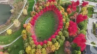 Toronto Markham maples 🍁