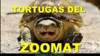 Tortugas del Zoo de chiapas / SpyderÑa
