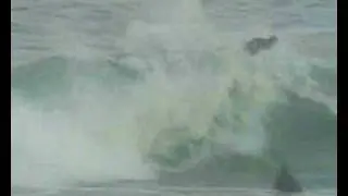 gorkin flip