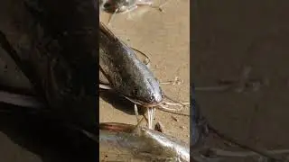 Marine catfish in indian fish market