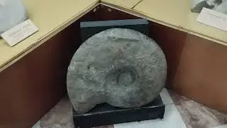 ROMANIA'S OLDEST FOSSILS
