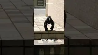 Crow core.🐦&zwj;⬛#crow #crazy #bird #funny #foryoupage
