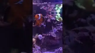 &rdquo;How I made my aquarium colors POP instantly？&rdquo;  #aquarium #maxspect #pastlereefmagnifier #reeflife