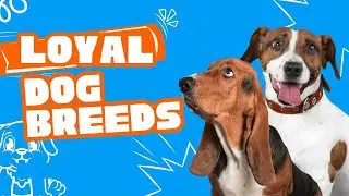 Top 10 Most Loyal Small Dog Breeds