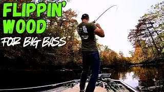FLIPPING Shallow Cover For BIG BASS!!! || Fall Bass Fishing