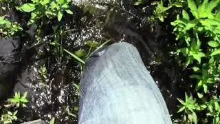 Scouting on a central FL WMA