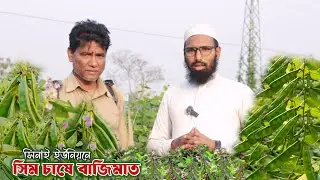 সিনাই ইউনিয়নে সিম চাষের সাফল্য | অল্প খরচে বেশি লাভ  |  Sim Farming in Sinai Union