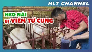 Cách Xử Lý Heo Nái Bị VIÊM TỬ CUNG