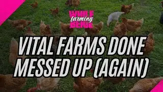 Компания Vital Farms снова всё испортила.