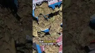 Cannabis & GMO Grapes: Flavor & Growing Secrets Revealed! #shorts