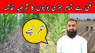 Pre emergence weed control in maize | Post emergence weed control in maize | Bilal Kanju Official