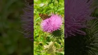A well marked Large Skipper butterfly feeding on Thistle