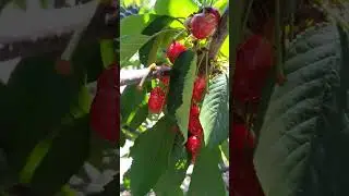 Cherry Trees 🍒 at Victoria Park Waimate New Zealand Dec 2025 #cherry #cherries #newzealand