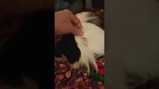 Peruvian guinea pig la chiquilla, so cute 🤗