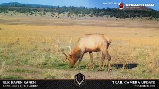 Trail Camera Video- Elk Haven Ranch