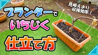 【庭DIY】プランター栽培でイチジクを効率よく収穫したい方にオススメの一文字仕立て