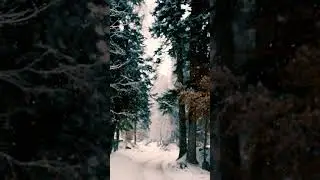 Stillness in Snow | Calm Winter View #snowfallincanada