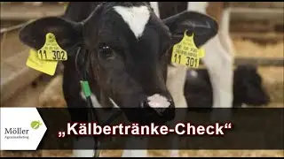 K&auml;lber tr&auml;nken mit Milchaustauscher statt Vollmilch? K&auml;lbertr&auml;nke-Check mit Tr&auml;nkeplan f&uuml;r K&auml;lber