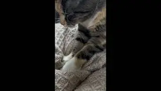 Cat lovers playlist