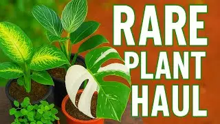 MONSTERA ALBO Is Finally Here!😍RARE TROPICAL PLANT HAUL 2025 + Must-Have Garden Essentials!