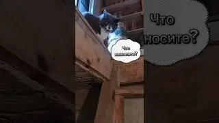 Таможенный контроль в действии 😼