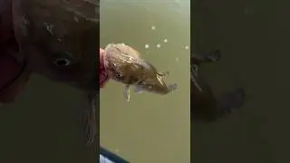 Later Little Dude #Fishing #Shorts #Subscribe #Like #catfish