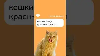 Cats and Food: Red Flags