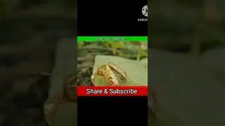 #viral #trending || Golden Tortoise Beetle | The Beautiful Gold Bug | #facts#youtubeshorts