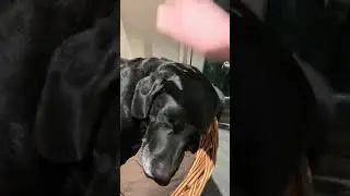Sir chonk