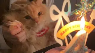 Making a Birthday Cake for My Cat&rsquo;s 4th Birthday