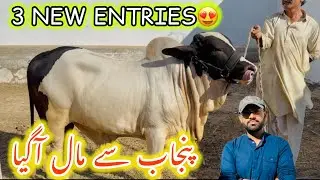 3 New Entries 😍 | Punjab Se Maal Agya ❤️ | Uzair Cattle Farm
