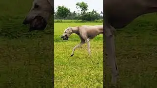 dheera dheera &hearts;️ karikala || kgf #kgf #shorts #chippiparaidog #nativedogs #doglover