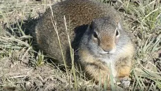 Uinta Ground Squirrel in Yellowstone, very cute #cute #groundsquirrel