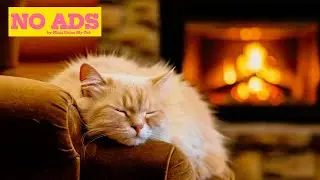 6 HOURS | Serene Flow - Low-Frequency Music for Cats | Mimi Relax My Cat