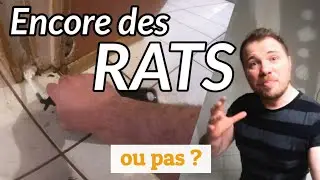 Infestation extrême de RATS dans une maison (4/4)