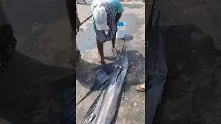 💥🐠 Biggest fish auction low price #biggestfish #fishauction #fish #low #trending #shorts #subscribe