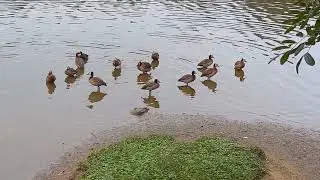 Que tipo de marreco é este?