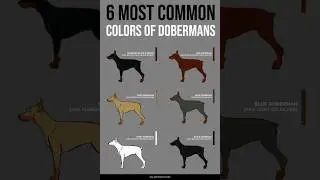 Doberman colors🖤🤎🤍🧡#doberman #colors