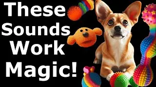 Best Squeaky Toys for Dogs | Sound Effects of Squeaky Toy on Dogs
