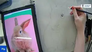 Drawalong with Pip - Rabbit
