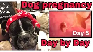 Dog🐶PREGNANCY Day by Day 🦴 DAY 5🐶 ❤️ Stages of dog pregnancy🐶BOXER DOG edition