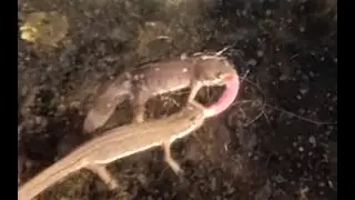 Molche im Teich fressen Regenwurm