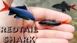 Adding A Baby Redtail Shark To My 800 Gallon Backyard Pond!!!