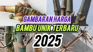 Terbaru...informasi gambaran harga bambu unik 2025