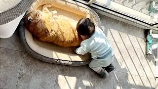 The Chubby Cat Loves Playing With a Toddler | New Funny Cat Videos 😹😂