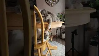 Мама и малыш #кошки #котята #мяу #пушистыедетки #приютитебездомных #приютите