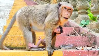 Mother Cute Monkey Mekala With Her Newborn Baby