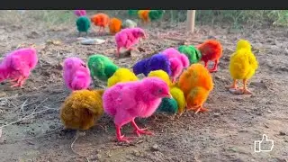 چوزےبڑےہوگے۔  #Beautiful chicks just Born Murgi Hen small Bird For #kids just 5 Day Age